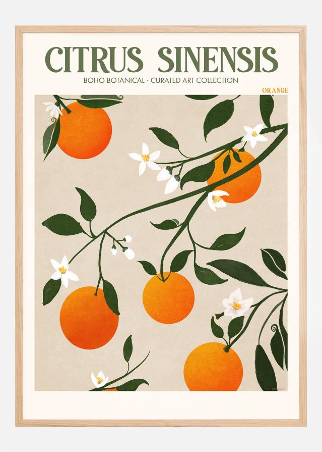 Boho Citrus Sinensis Póster