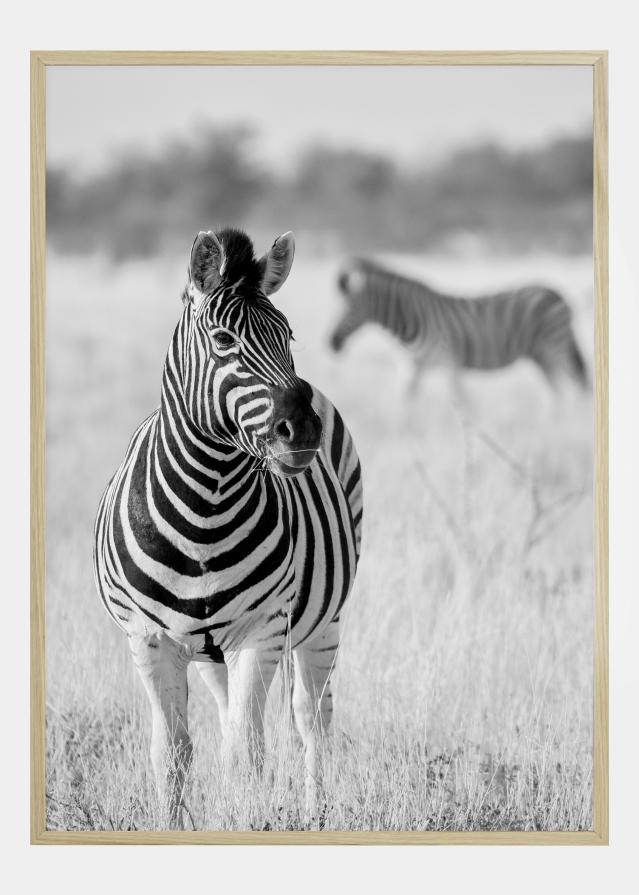 Zebra Bw Póster