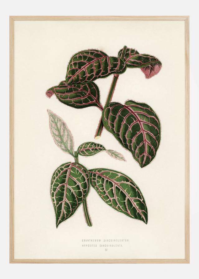 Plectranthus Scutellarioides Póster