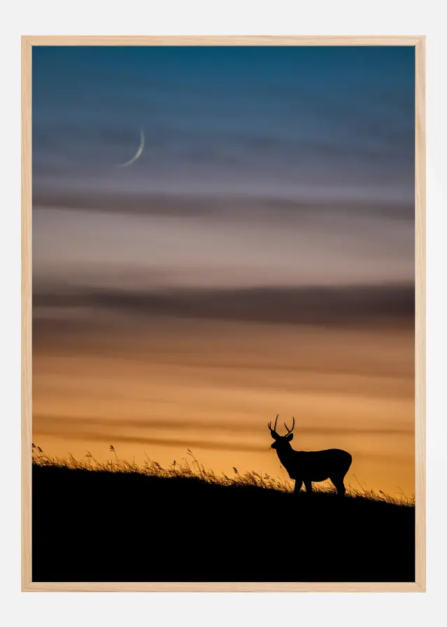 Deer In Sunset Póster