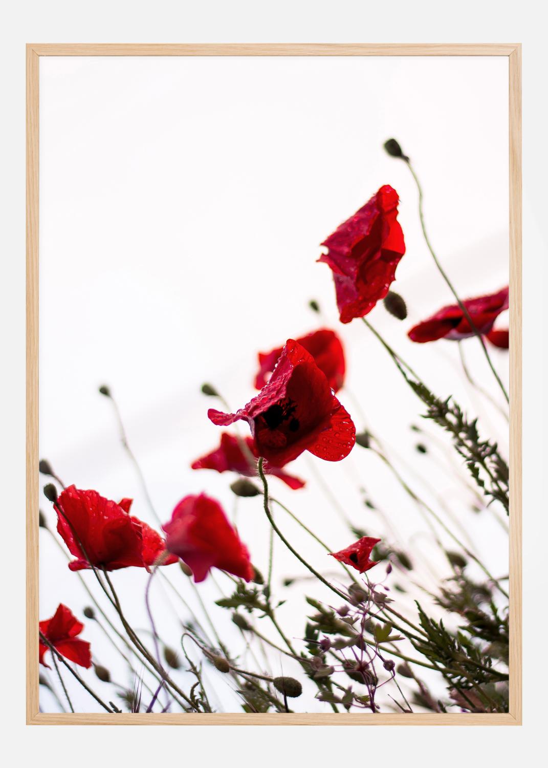 Product Image for Poppy Póster (21x29.7 cm (A4))
