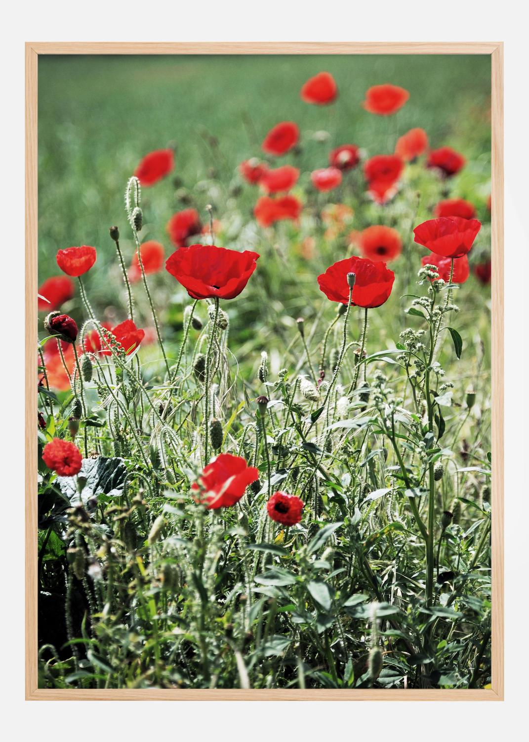 Product Image for Poppy Fields Póster (21x29.7 cm (A4))