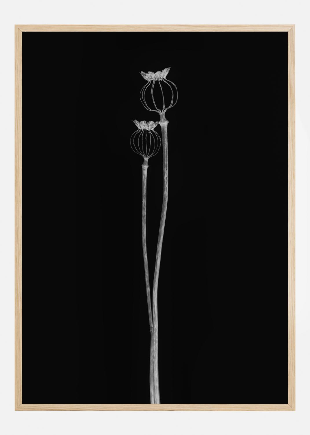 Product Image for Poppy Pods Póster (21x29.7 cm (A4))