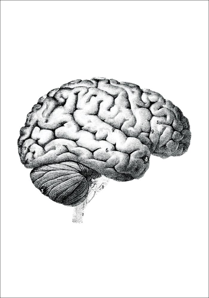 Gravura didática do cérebro peças Póster