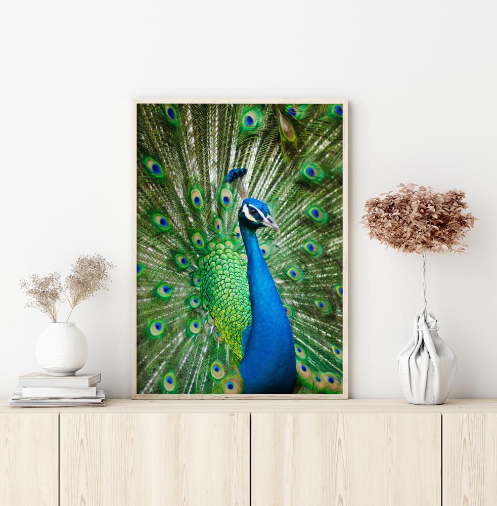 Peacock Póster