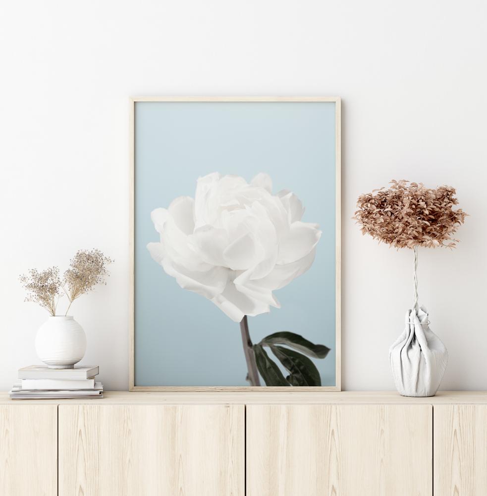 Peony Póster