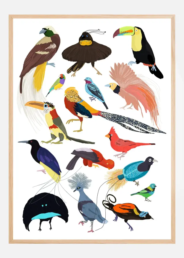 Birds of Paradise Póster