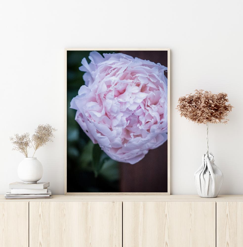 Peony I Póster